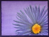 Blume in lila, 60 x 80 Acryl